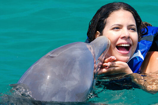 Dolphin Excellence