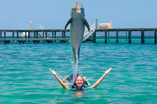 Dolphin Funtastic