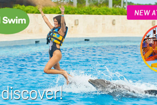 Dolphin Discovery Royal Swimm